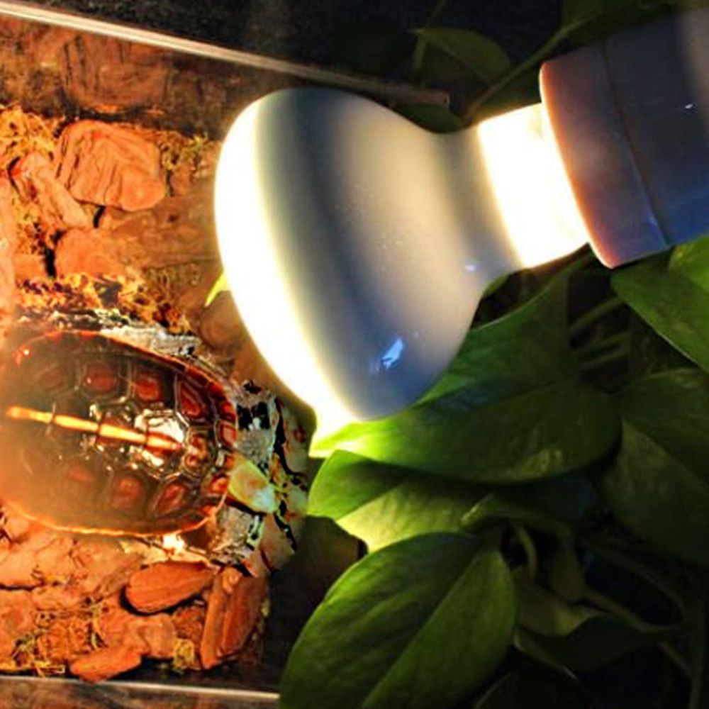 Контроллер температуры для тер – обзор и цена Basking Bulb Halogen